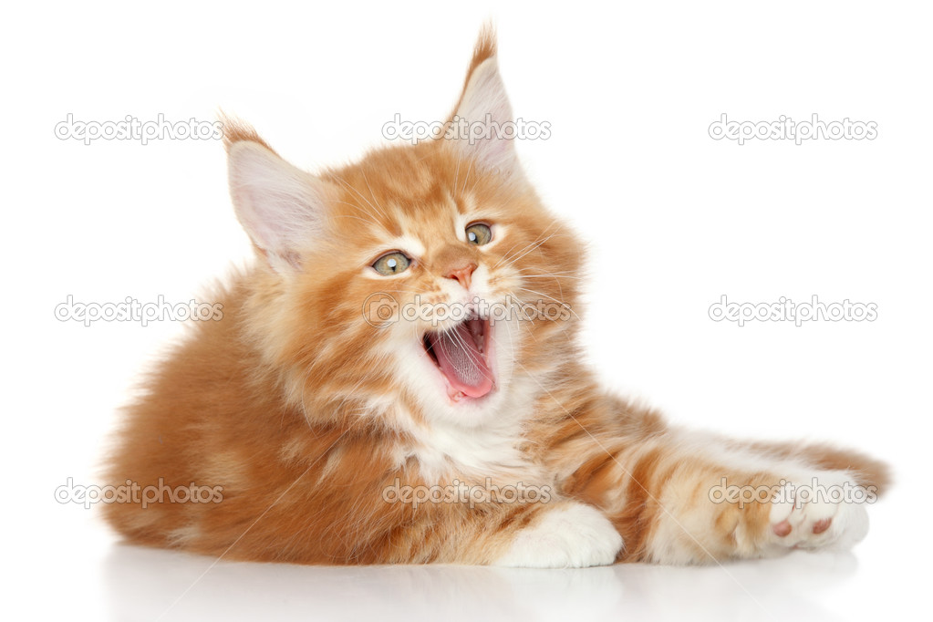 Maine Coon kitten yawn