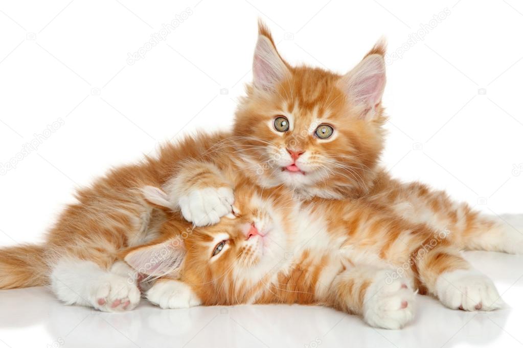 Maine Coon kittens playing