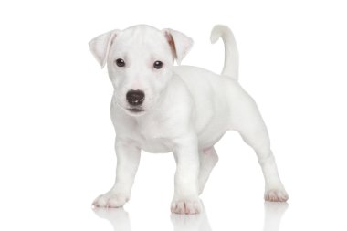 jack Russell yavrusu
