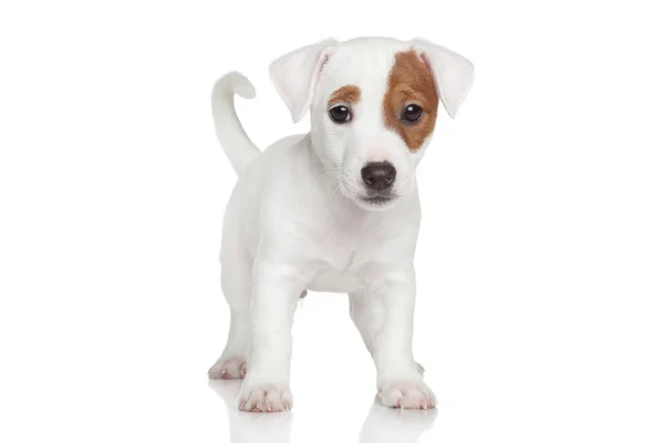 Jack Russell cachorrinho — Fotografia de Stock