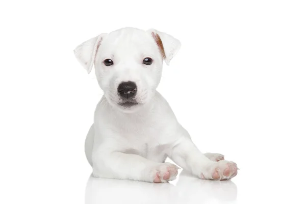 Jack Russel puppy posing — Stock Photo, Image
