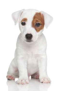 jack Russell terrier yavrusu