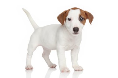 jack Russell yavrusu