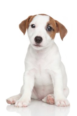 jack Russell yavrusu