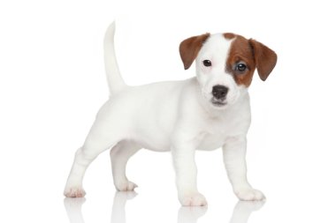 jack Russell yavrusu