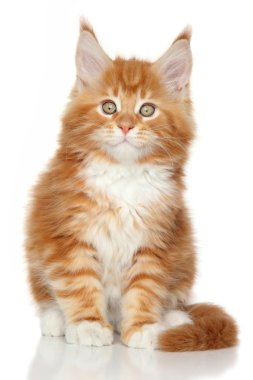zencefil maine coon yavru kedi