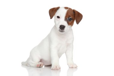 jack Russell terrier yavrusu