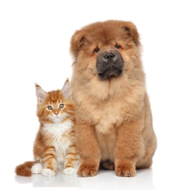 Maine coon yavru kedi ve chow chow yavrusu