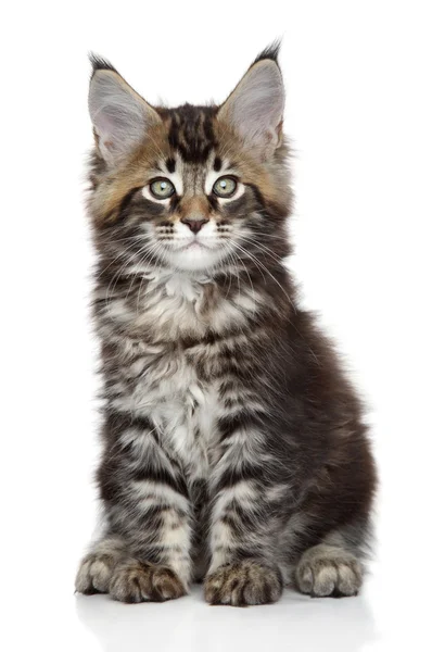 Maine Coon Kitten — Stockfoto