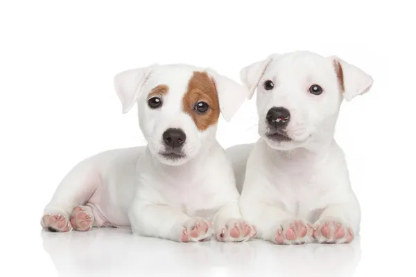 Filhotes de cachorro Jack Russell — Fotografia de Stock