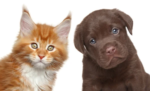 Kitten and Puppy — Stock Photo, Image