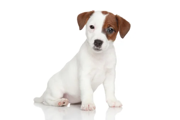 Cãozinho Jack Russell Terrier — Fotografia de Stock