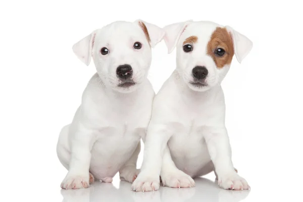 Jack Russell yavrusu — Stok fotoğraf