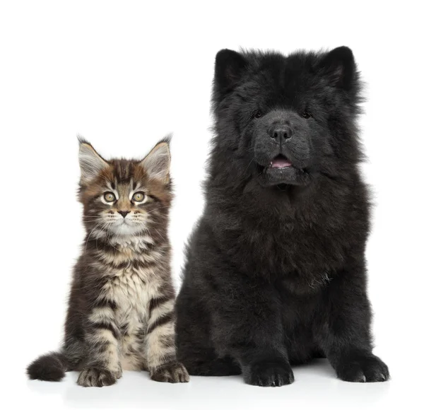 Kotě a štěně — Stock fotografie