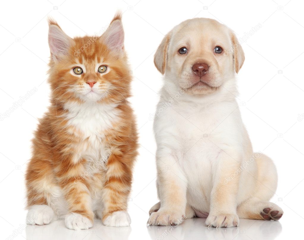 Maine Coon kitten and Labrador puppy