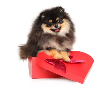 Tatlı Pomeranya tükürüğü, beyaz arka planda kalp şeklinde bir kutunun içinde kameraya bakıyor.