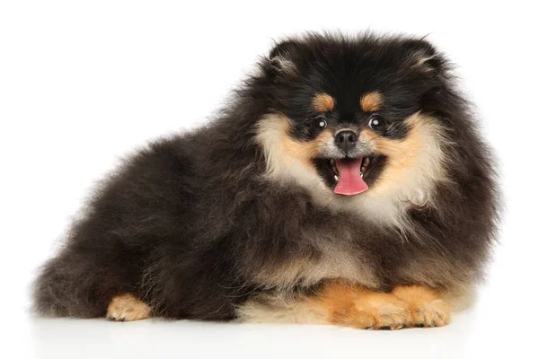 Een Vrolijke Pommerse Pup Ligt Een Witte Achtergrond — Stockfoto