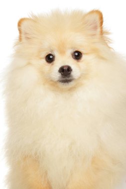 Beyaz arka planda Pomeranya köpeğinin yakın çekimi