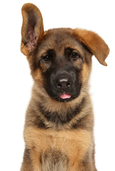 Retrato Cachorro Pastor Alemão Fundo Branco Tema Animal Bebê — Fotografia de Stock