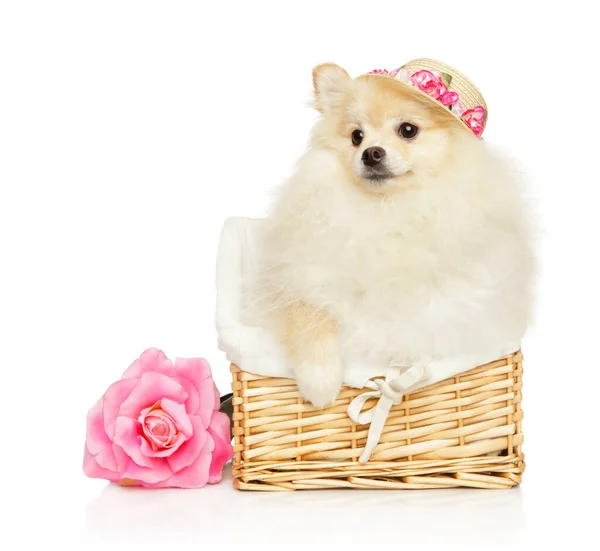 Pomeranian Cachorro Sombrero Moda Sienta Una Canasta Mimbre Sobre Fondo — Foto de Stock