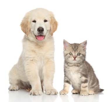 Kedi ve köpek birlikte.
