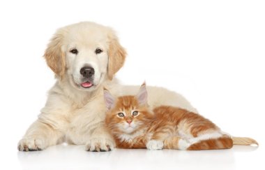 Golden retriever yavrusu ve zencefil yavru kedi