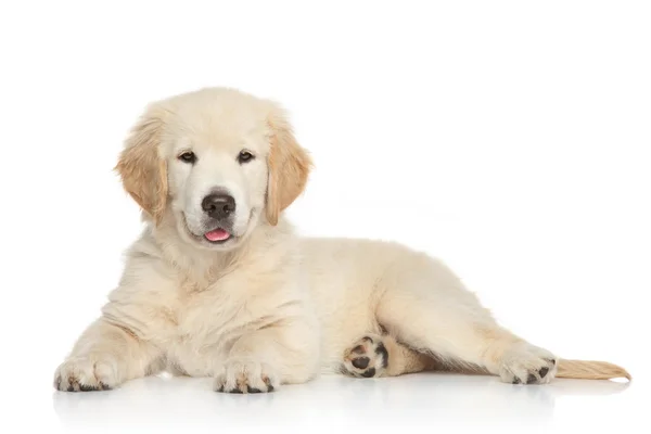 Golden Retriever puppy — Stock Photo, Image