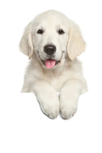 Golden Retriever cachorro por encima de la bandera blanca —  Fotos de Stock