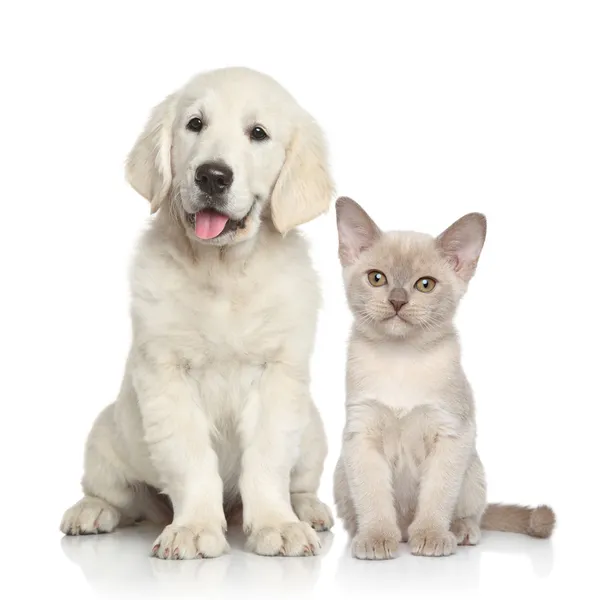 Hond en kat samen — Stockfoto