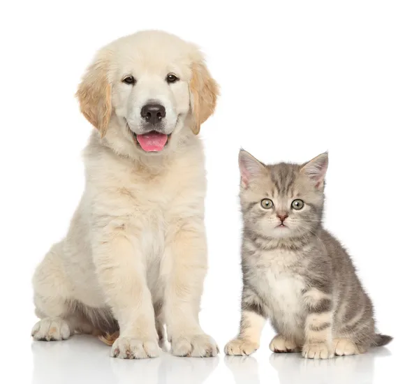 Gatto e cane insieme — Foto Stock