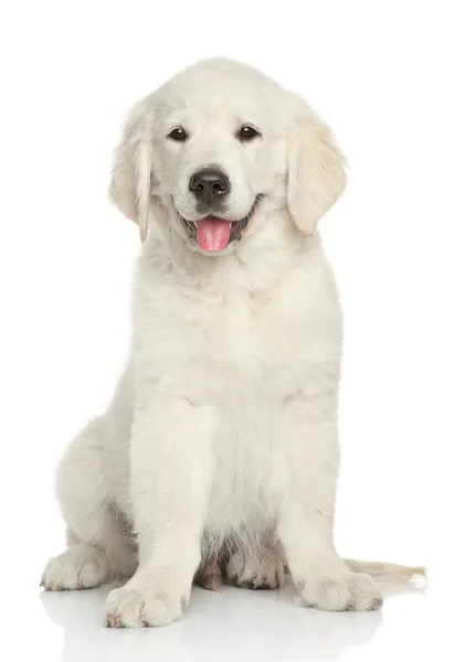 Golden retriever retrato de cachorro — Foto de Stock