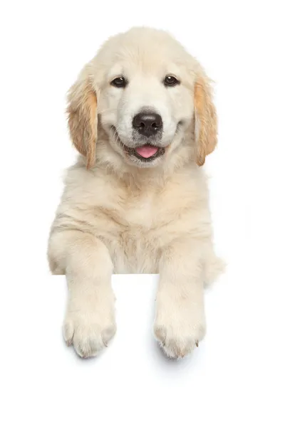 Golden Retriever cachorro por encima de la bandera blanca —  Fotos de Stock