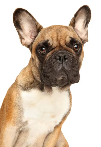 Bouledogue Français Gros Plan Portrait Isolé Sur Fond Blanc — Photo