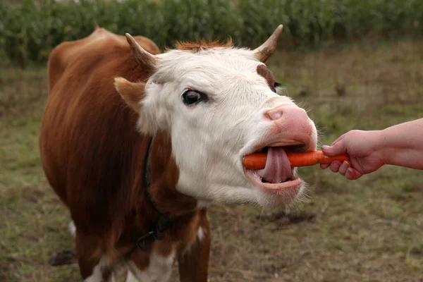 Vaca Come Cenouras Temas Animais — Fotografia de Stock