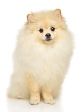 Beyaz arka planda oturan sevimli Pomeranya köpekleri.