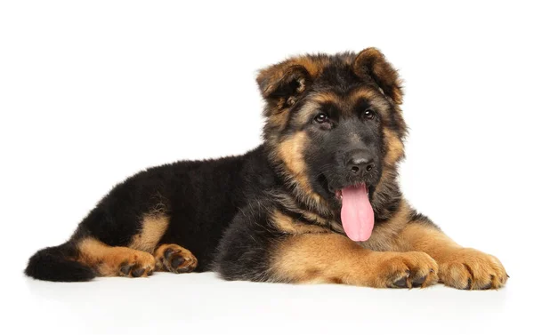 Porträtt Tysk Herdepuppy Vit Bakgrund白い背景の上のジャーマン シェパードの子犬の肖像画 — Stockfoto