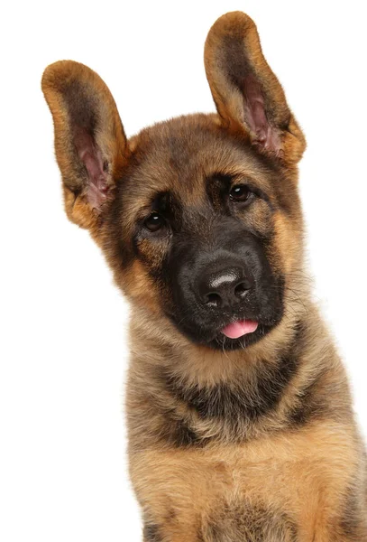 Close Portrait Young German Shepherd Puppy Isolated White Background — Stock Photo, Image
