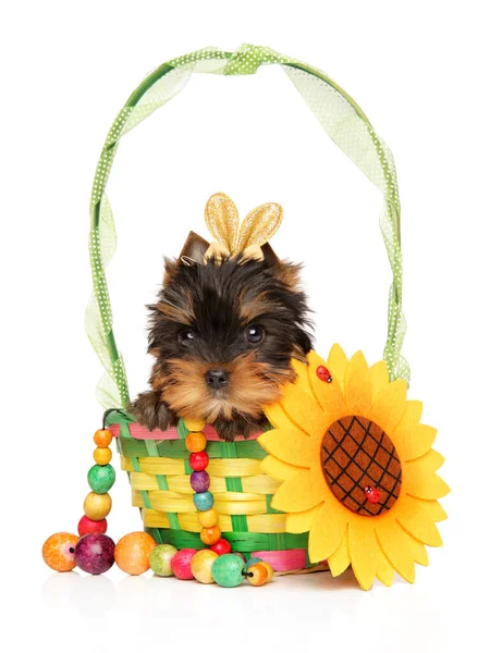 Yorkshire Terrier Puppy Met Houten Kralen Zit Een Veelkleurige Rieten — Stockfoto