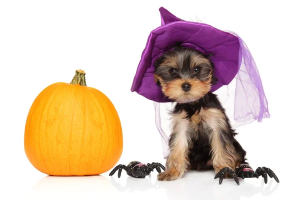 Yorkshire Terrier Puppy Purple Hat Sits Orange Pumpkin — Stock Photo, Image