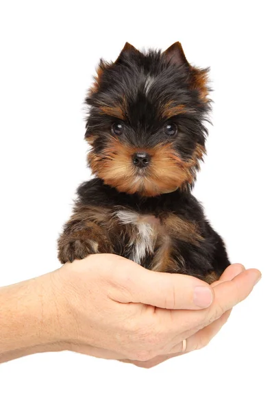 Man Holds Yorkshire Terrier Puppy Hands White Background — Stock Photo, Image