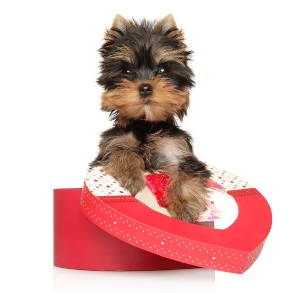 Yorkshire Terrier Puppy Red Heart Shape White Background — Stock Photo, Image