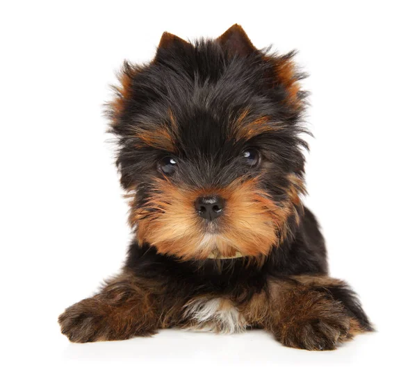 Close Yorkshire Terrier Puppy White Background Baby Animal Theme — Stock Photo, Image