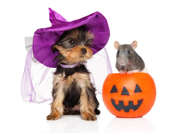 Yorkshire Terrier Purple Hat Rat Pumpkin — Stock Photo, Image