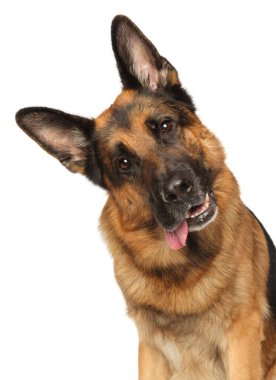 Alman çoban köpeği beyaz arka plandaki kameraya dikkatlice bakıyor.