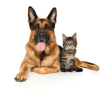 Kedi ve köpek beyaz arka planda yan yana yatar.