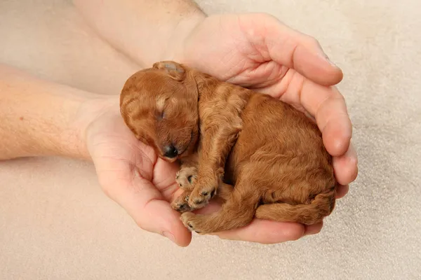 Toy Poodle puppy in hands, top view. Three weeks