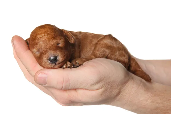 Cachorrinho Poodle Vermelho Nas Mãos Vista Lateral Isolado Sobre Fundo — Fotografia de Stock