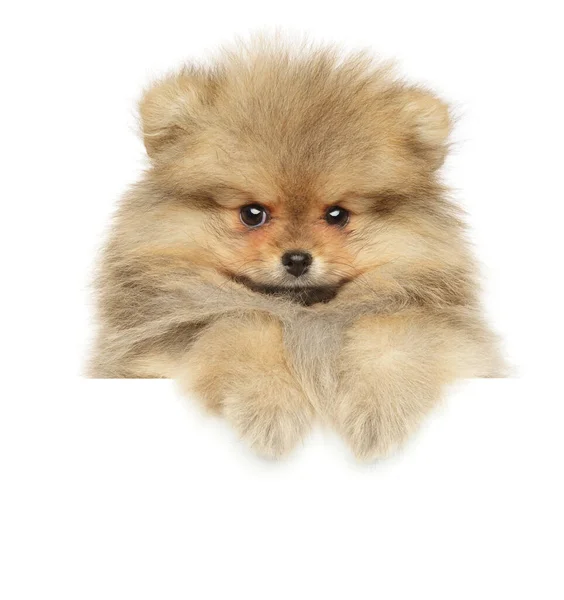 Pomeranian Spitz Puppy Boven Banner Geïsoleerd Witte Achtergrond — Stockfoto