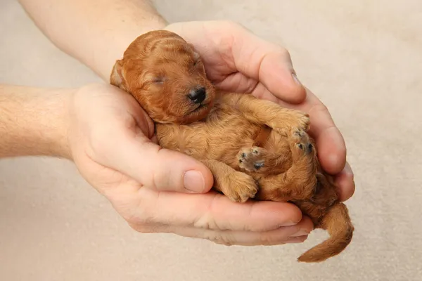Toy Poodle puppy in hands, on a light brown background. Baby animal theme