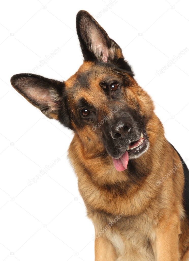 German Shepherd carefully looking at the camera on a white background